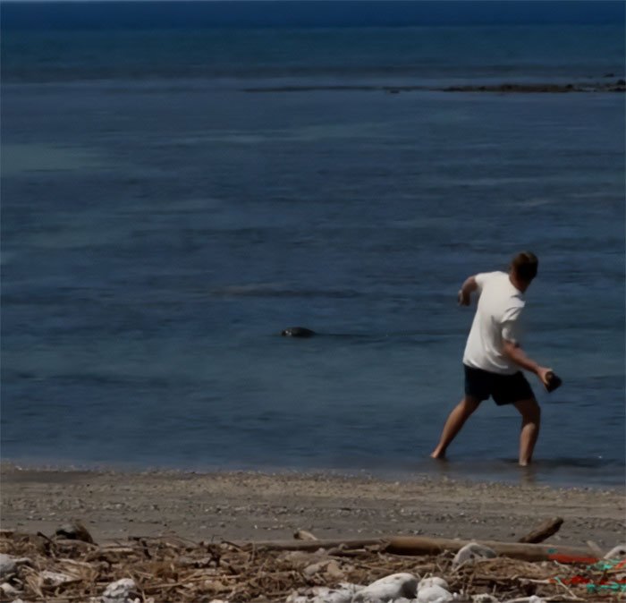 “Fine Me. I’m Rich.” — Tourist Threw Rock At Endangered Seal, Then His Lawyer Made It Worse